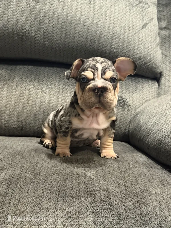 Velvet black Merle boy, a male French Bulldog for sale in Mesa, AZ – 1 of 8