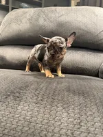 Green collar, a male French Bulldog for sale in Mesa, AZ – 3 of 5