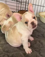 Pied cream, a female French Bulldog for sale in Mesa, AZ – 1 of 4