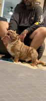 Girl 1, a female English Bulldog for sale in Mesa, AZ – 6 of 6