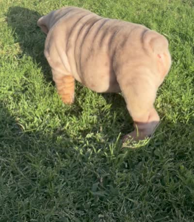 Lilac merle boy, a male English Bulldog for sale in Mesa, AZ – 2 of 5