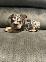 Velvet black Merle boy, a male French Bulldog for sale in Mesa, AZ – 6 of 8