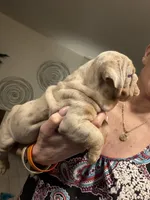 Boy 2, a male English Bulldog for sale in Mesa, AZ – Photo 4 of 6