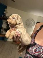 Boy 2, a male English Bulldog for sale in Mesa, AZ – Photo 3 of 6