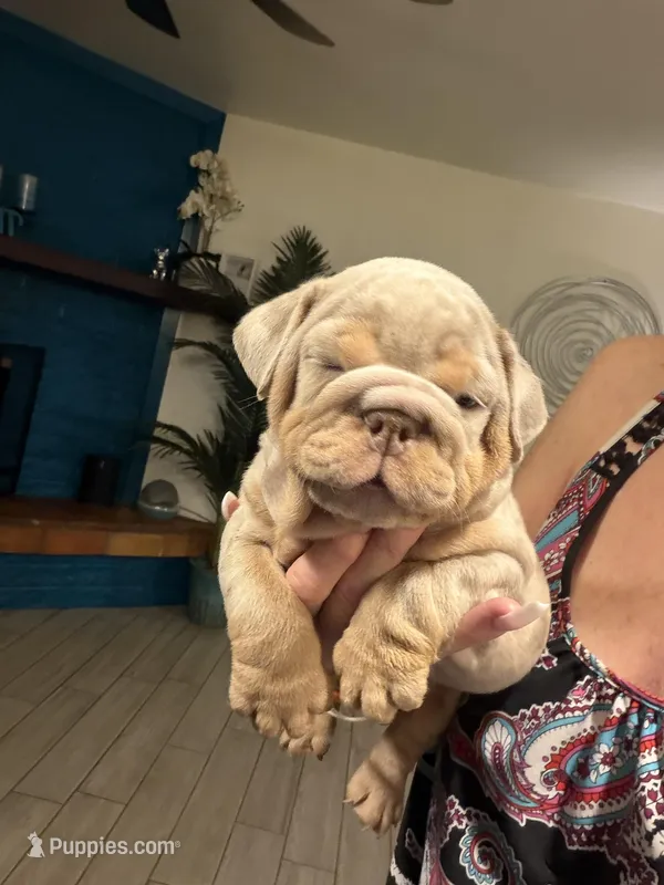 Boy 2 – English Bulldog puppy for sale in Mesa, AZ