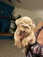 Boy 2, a male English Bulldog for sale in Mesa, AZ – Photo 1 of 6