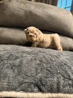 Boy 2, a male English Bulldog for sale in Mesa, AZ – Photo 2 of 6