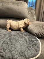 Boy 2, a male English Bulldog for sale in Mesa, AZ – Photo 5 of 6