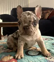 Merle black, a male French Bulldog for sale in Mesa, AZ – 3 of 3