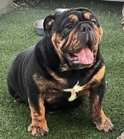 Zuri, a female English Bulldog for sale in Mesa, AZ – 2 of 4