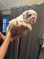 Boy1, a  English Bulldog for sale in Mesa, AZ – 2 of 6