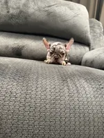 Black , a male French Bulldog for sale in Mesa, AZ – 5 of 5