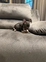 Blk tri girl, a female French Bulldog for sale in Mesa, AZ – 2 of 4
