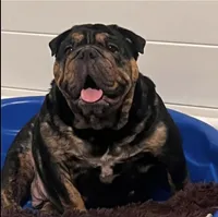 Zuri, a female English Bulldog for sale in Mesa, AZ – 1 of 4