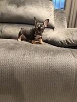 Blk tri female, a female French Bulldog for sale in Mesa, AZ – 4 of 5