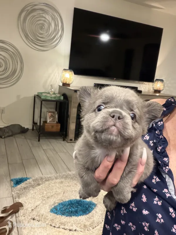 Fluffy Green Collar – French Bulldog puppy for sale in Mesa, AZ