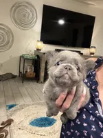 Fluffy Green Collar, a female French Bulldog for sale in Mesa, AZ – 1 of 5