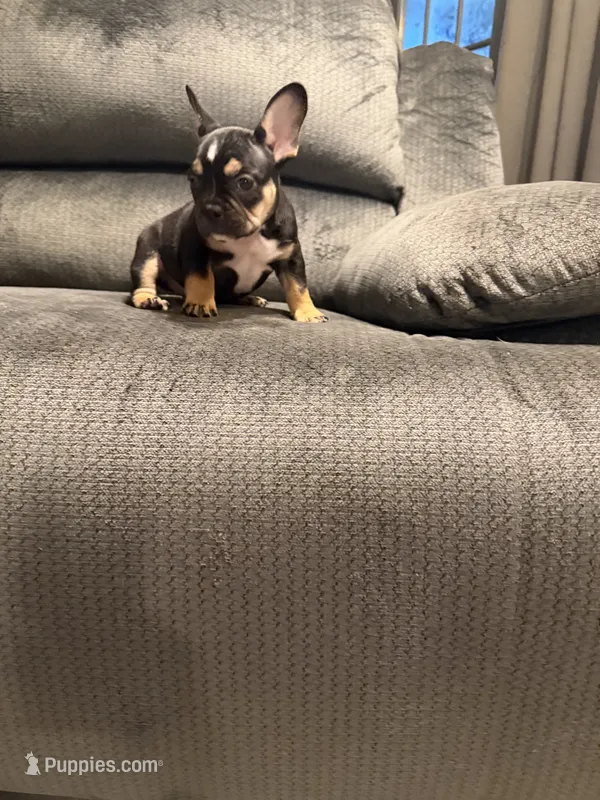 Blk tri female, a female French Bulldog for sale in Mesa, AZ – 1 of 5