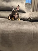 Blk tri female, a female French Bulldog for sale in Mesa, AZ – 1 of 5