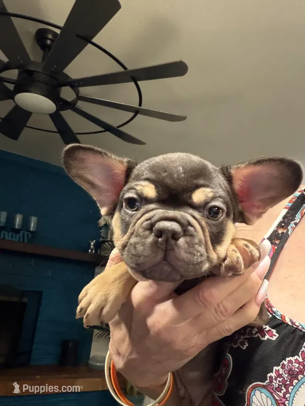 Choco  – French Bulldog puppy for sale in Mesa, AZ