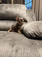 Choco , a male French Bulldog for sale in Mesa, AZ – Photo 1 of 7