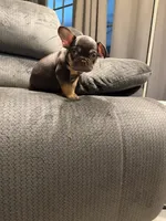 Choco , a male French Bulldog for sale in Mesa, AZ – Photo 3 of 7