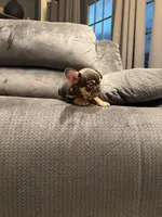 Choco , a male French Bulldog for sale in Mesa, AZ – Photo 5 of 7