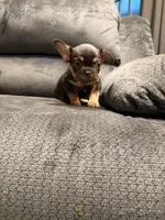 Choco , a male French Bulldog for sale in Mesa, AZ – Photo 2 of 7