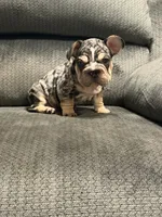 Velvet black Merle boy, a male French Bulldog for sale in Mesa, AZ – 3 of 8