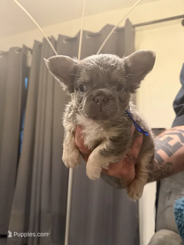 Fluffy Blue – French Bulldog puppy for sale in Mesa, AZ