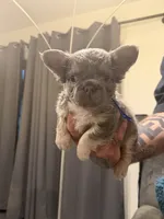 Fluffy Blue, a male French Bulldog for sale in Mesa, AZ – 1 of 4