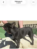Black iris, a female French Bulldog for sale in Mesa, AZ – 3 of 3