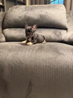 Blk tri girl, a female French Bulldog for sale in Mesa, AZ – 4 of 4