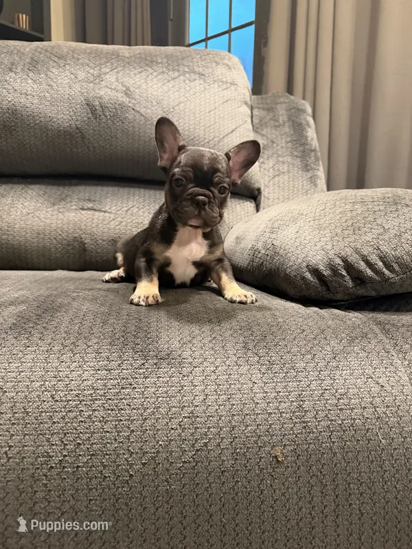 Blk tri girl – French Bulldog puppy for sale in Mesa, AZ
