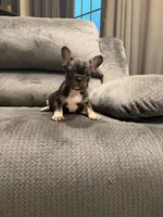 Blk tri girl, a female French Bulldog for sale in Mesa, AZ – 1 of 4