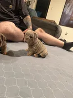 Lilac girl, a female English Bulldog for sale in Mesa, AZ – 2 of 6