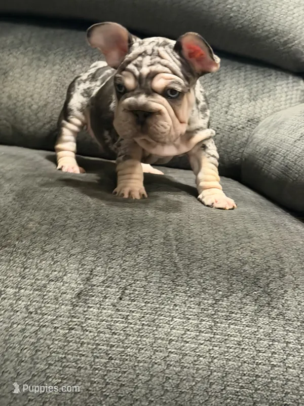 Velvet French Bulldog, a male French Bulldog for sale in Mesa, AZ – 1 of 7