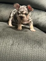 Velvet French Bulldog, a male French Bulldog for sale in Mesa, AZ – 1 of 7