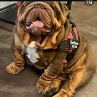 Choc Boy, a male English Bulldog for sale in Mesa, AZ – 6 of 7