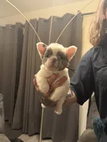 Fluffy Gray, a male French Bulldog for sale in Mesa, AZ – 2 of 6