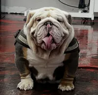 Blue tri, a male English Bulldog for sale in Mesa, AZ – 2 of 5