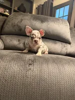 Lilac Merle Boy, a male French Bulldog for sale in Mesa, AZ – 4 of 4