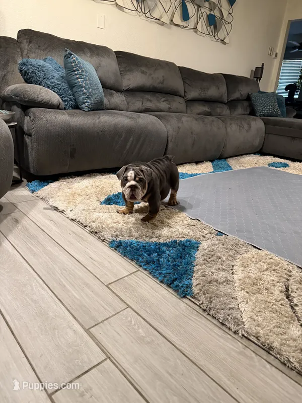 Blue tri – English Bulldog puppy for sale in Mesa, AZ