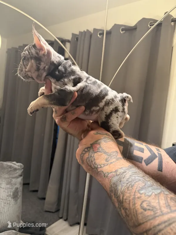 Black  – French Bulldog puppy for sale in Mesa, AZ