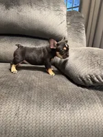Blk tri female, a female French Bulldog for sale in Mesa, AZ – 2 of 5