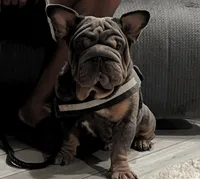 Velvet, a male French Bulldog for sale in Mesa, AZ – 1 of 2