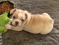 Blue eye cream, a female French Bulldog for sale in Mesa, AZ – 4 of 5