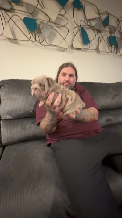 Lilac girl, a female English Bulldog for sale in Mesa, AZ – 4 of 6