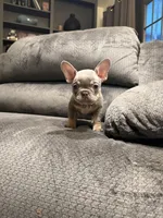 Pretty Girl, a female French Bulldog for sale in Mesa, AZ – Photo 5 of 6