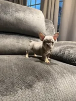 Pretty Girl, a female French Bulldog for sale in Mesa, AZ – Photo 6 of 6